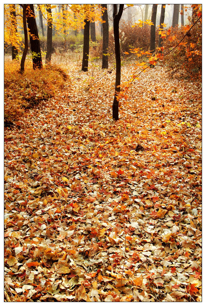 漫步在秋末冬初的树林中 (共 14 p)