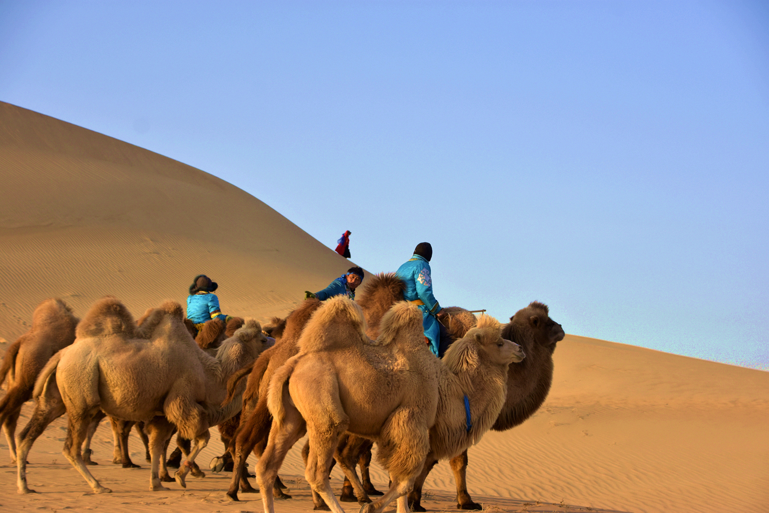 胡杨林下孤独的骆驼-骆驼风采