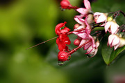 雨中龙吐珠