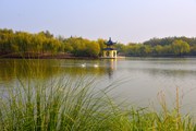 冬韵天鹅湖（拍摄于2020.11.27日河北广平）