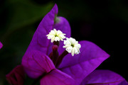 初冬紫花三角梅