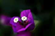 生态微距:初冬紫花三角梅
