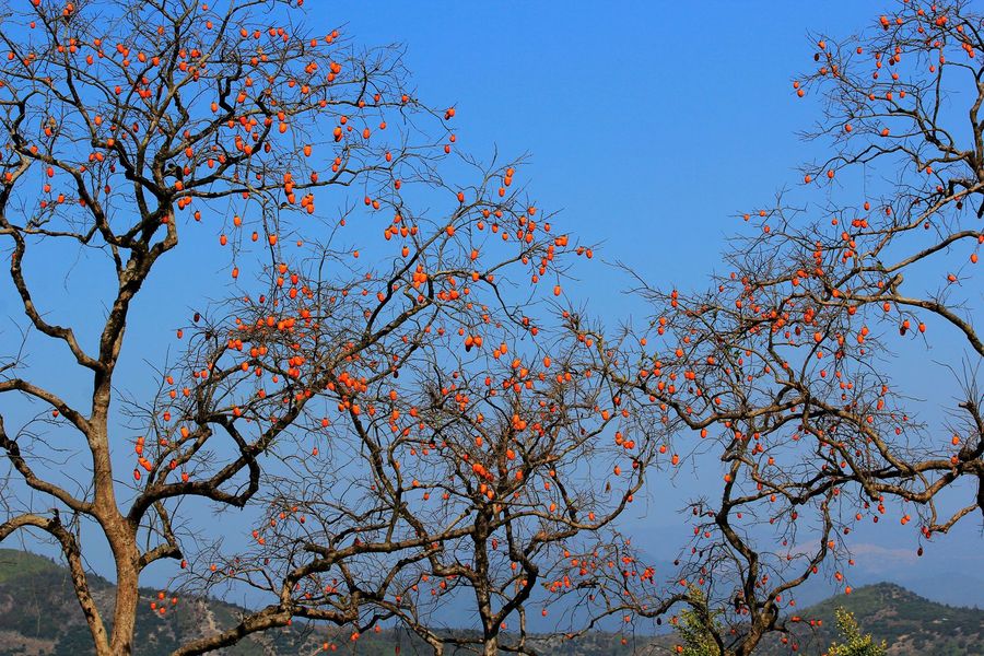 【東爐村柿子紅了攝影圖片】紀實攝影_太平洋電腦網攝影部落