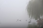 雾锁天鹅湖
