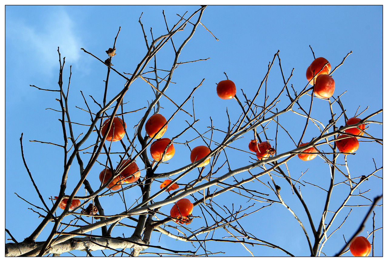 寒冬,挂在树梢的红柿子