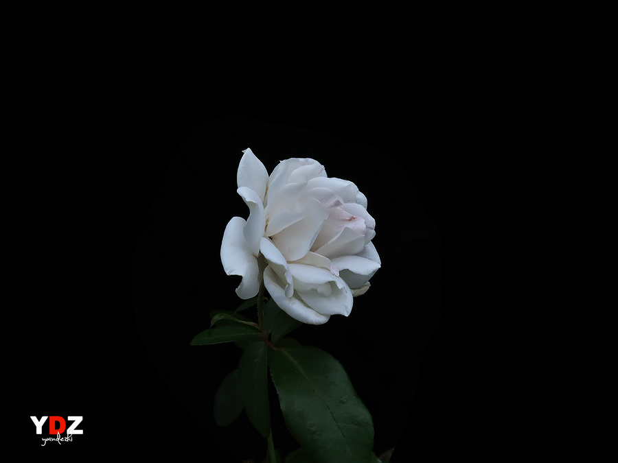 ֮ (20)