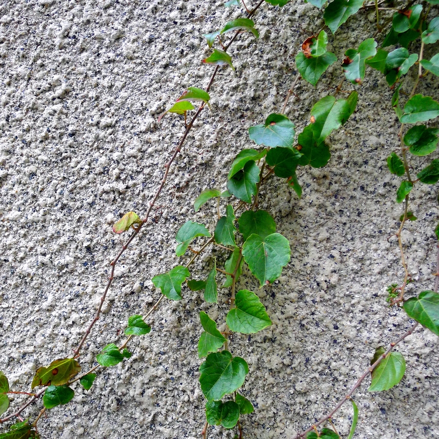 爬山虎一年四季的图片(爬山虎植物一年四季的变化)