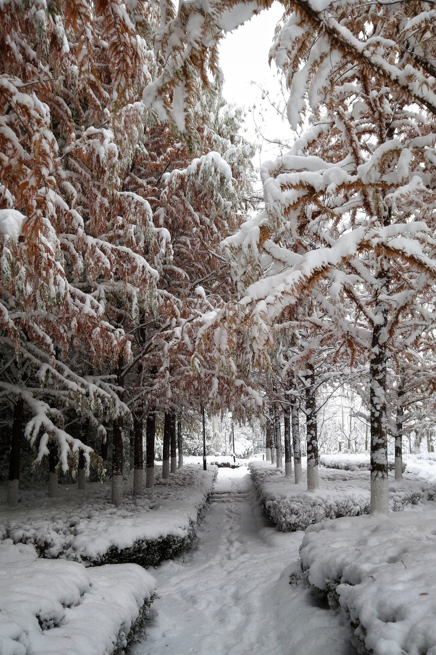 下雪的图片实景手机图片