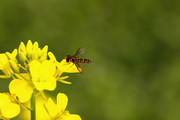 虫趣:食蚜蝇爱好菜花香(续)