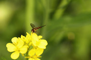 微距虫趣:食蚜蝇爱好菜花香(续)
