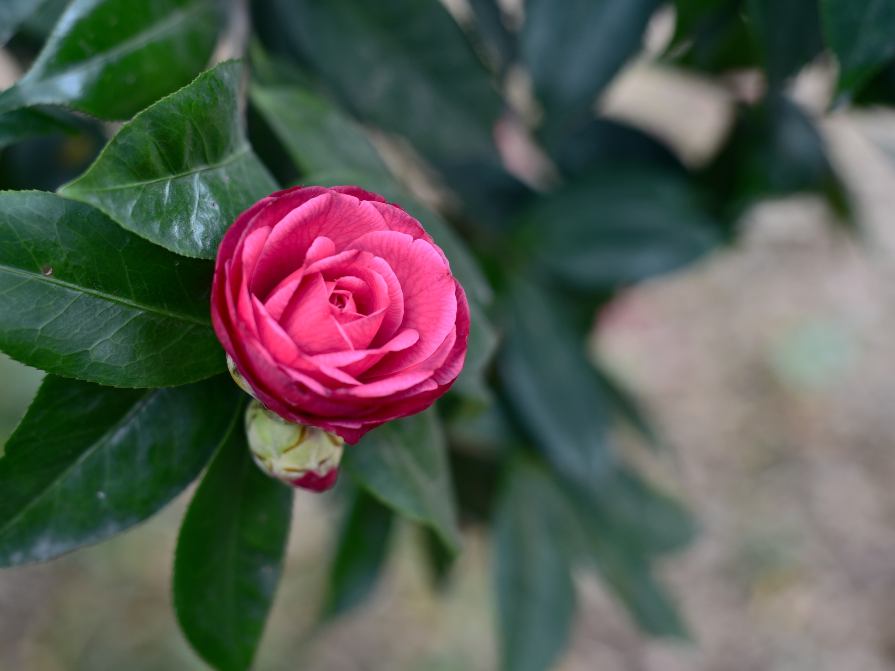 茶花香烟价格表和图片图片