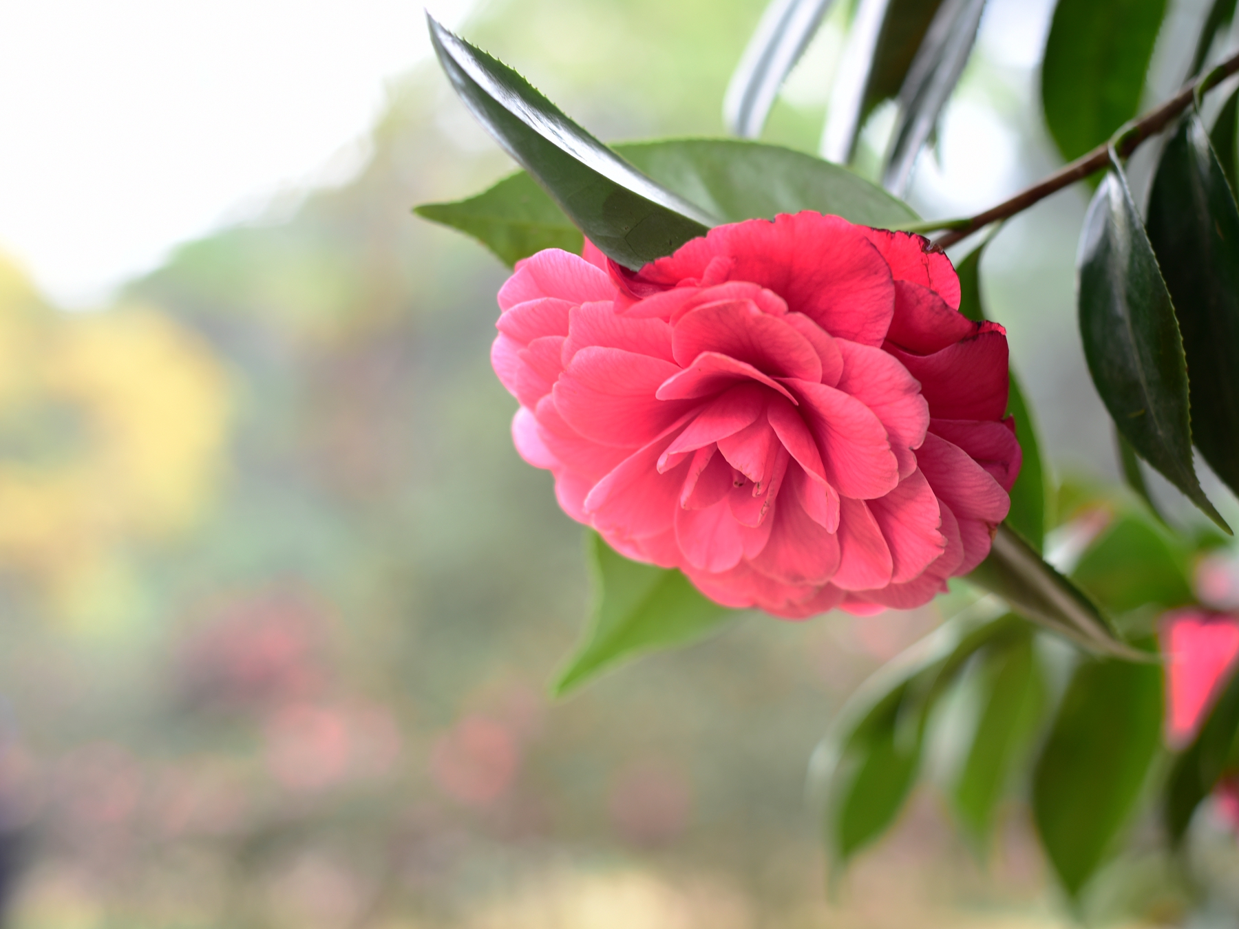 茶花摄影图片 生态摄影