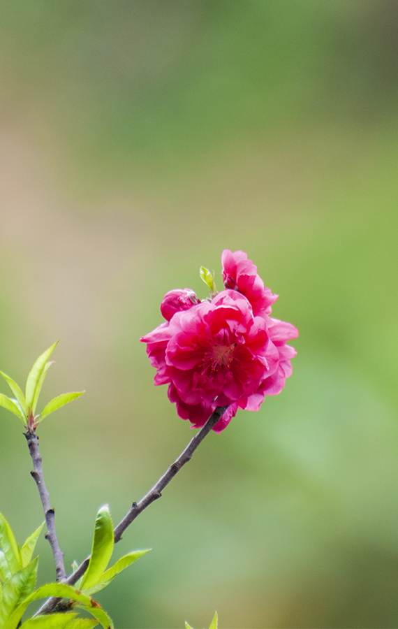 春节春花图片大全图片