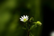 生态微距;繁星点点繁缕花