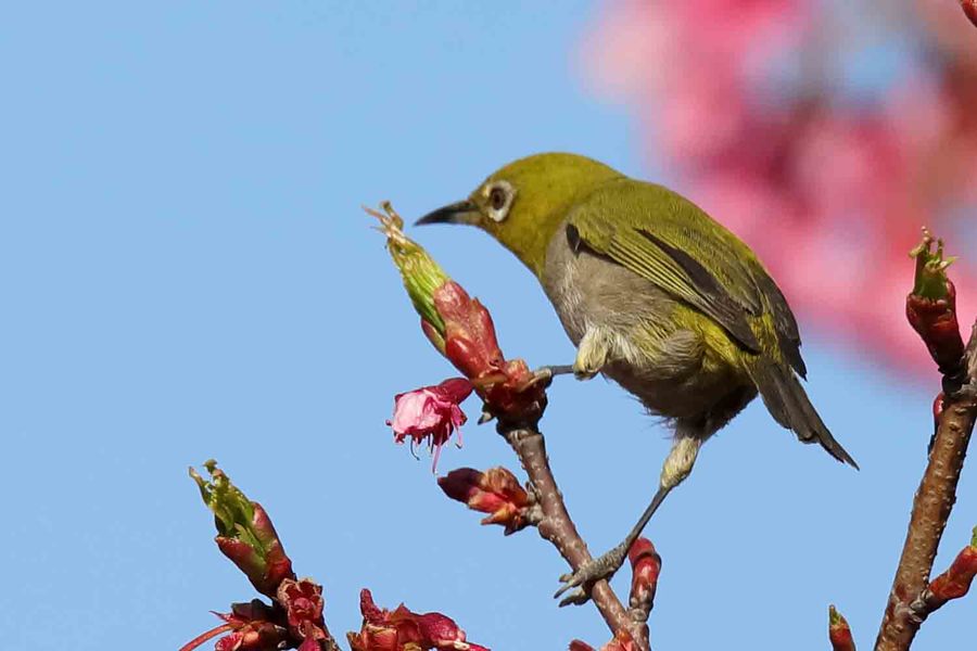 繡眼鳥