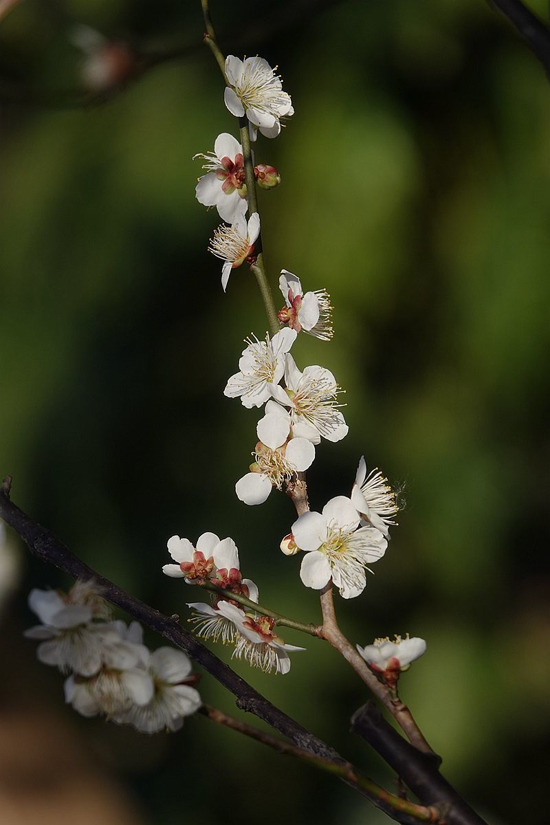 梅花绽放的季节