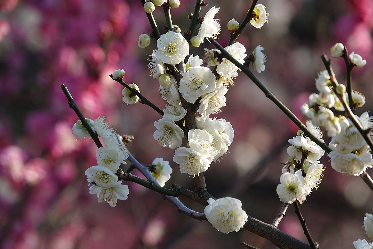 梅花树夏天的样子图片图片