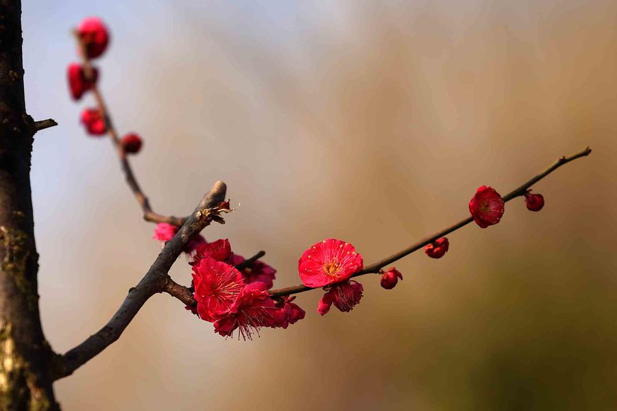 舞朱砂梅花图片图片