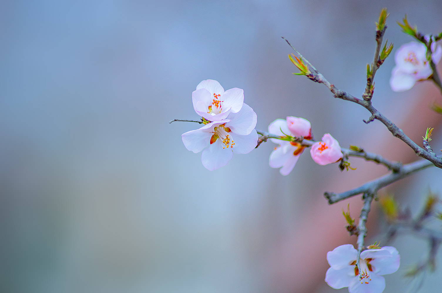 电脑高清屏保桃花图片