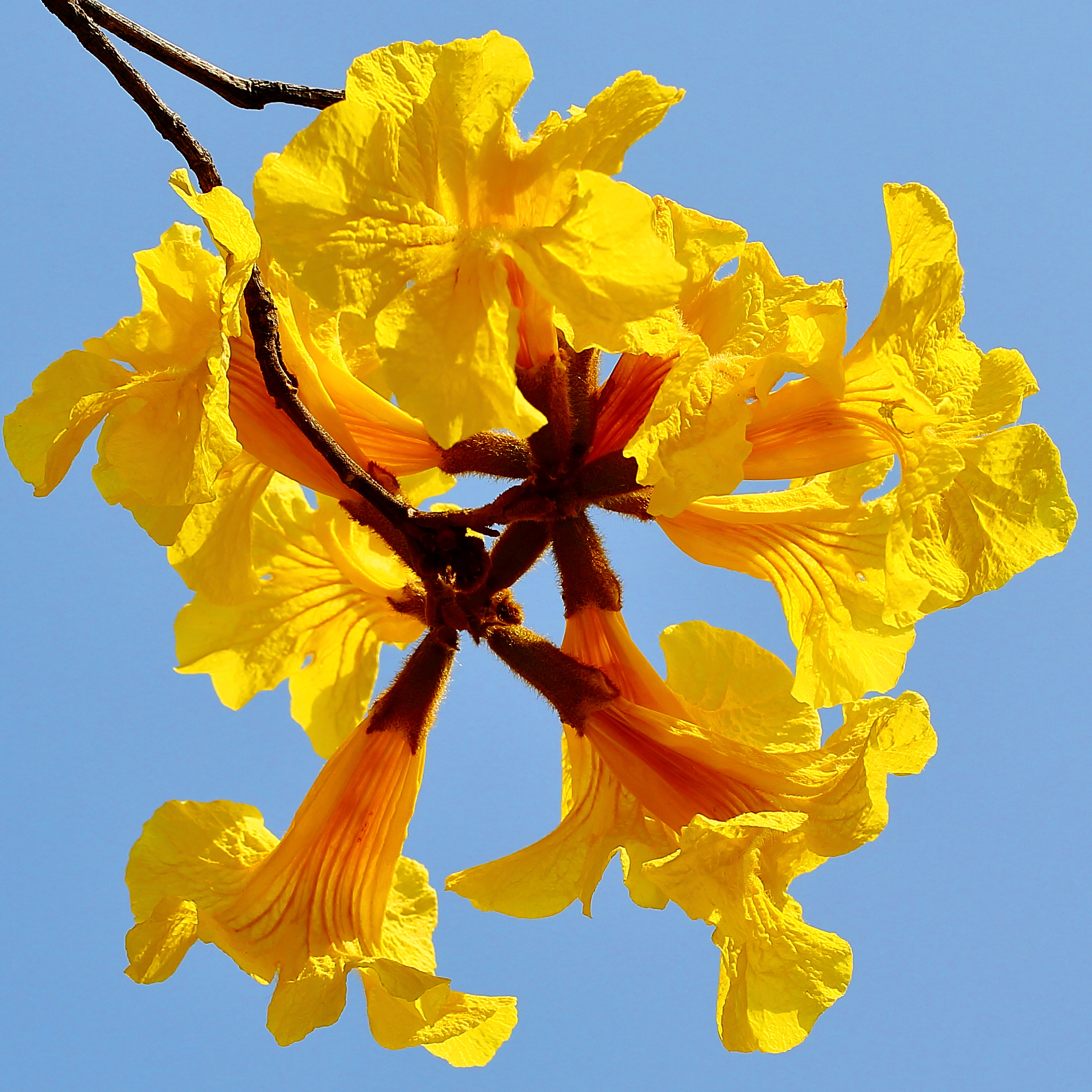 黄花风铃花图片大全图片