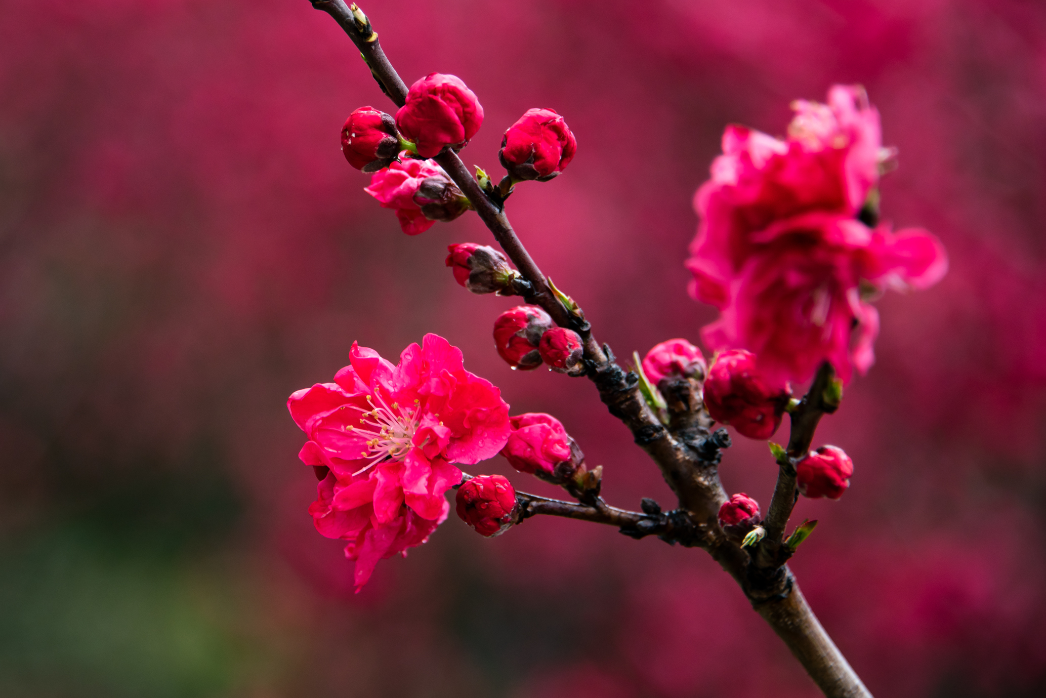 描写桃花的颜色图片