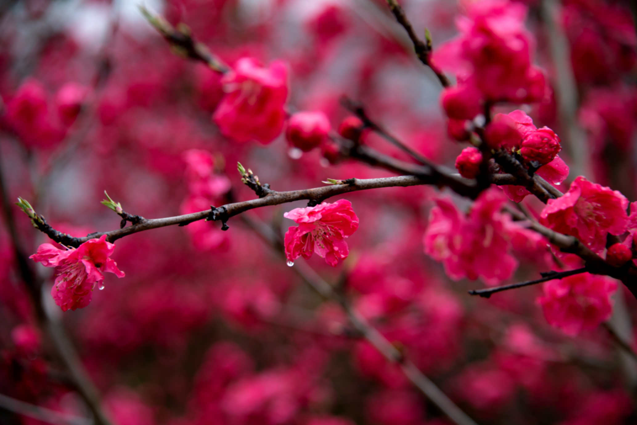 红艳桃花的特殊魅力图片