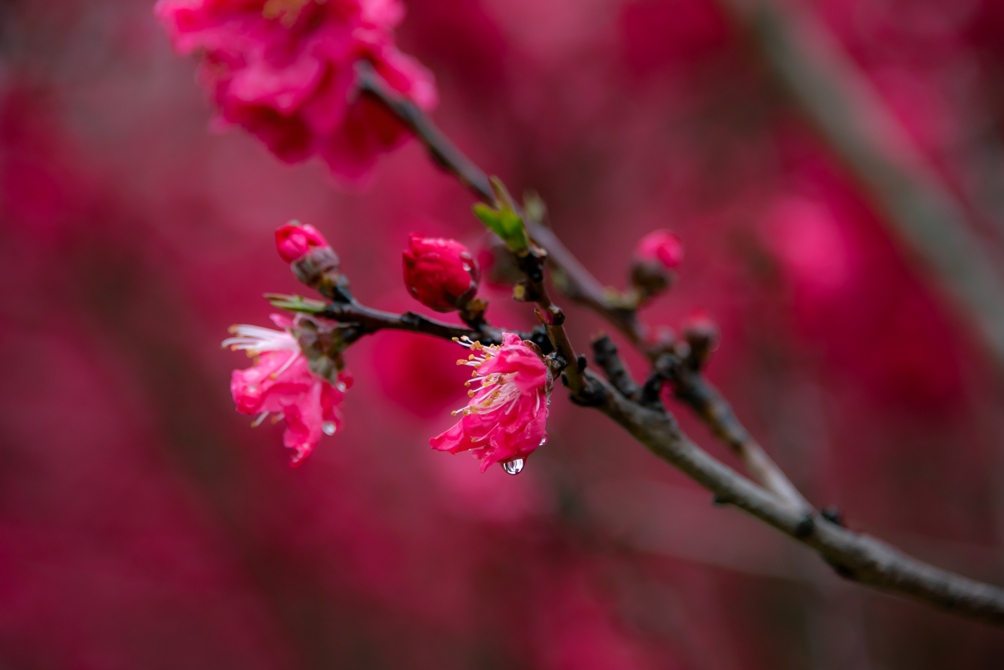 红艳桃花的特殊魅力图片