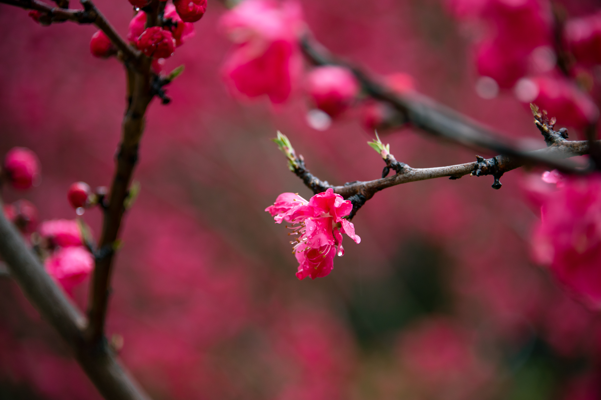 红艳桃花的特殊魅力图片