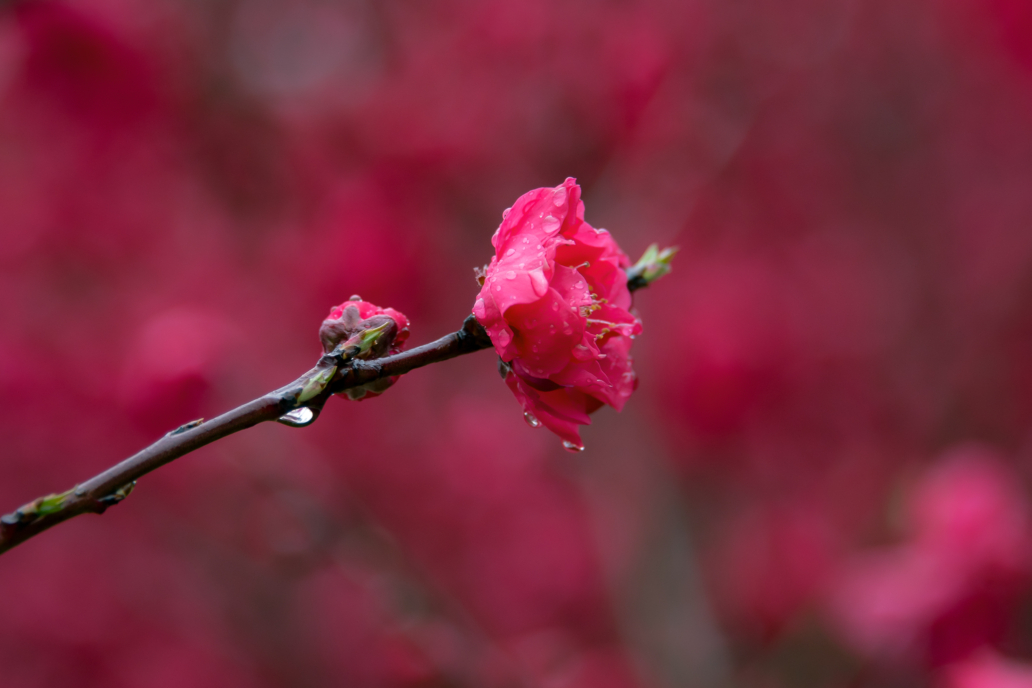 红艳桃花的特殊魅力图片