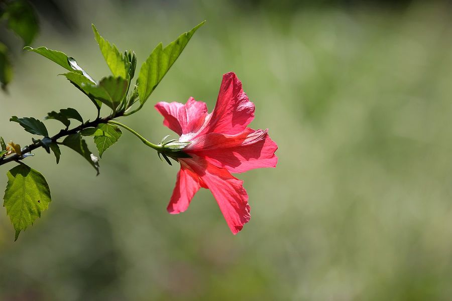 扶桑花