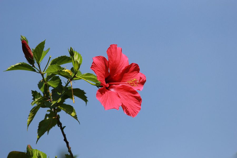 BKPP扶桑花素材图片