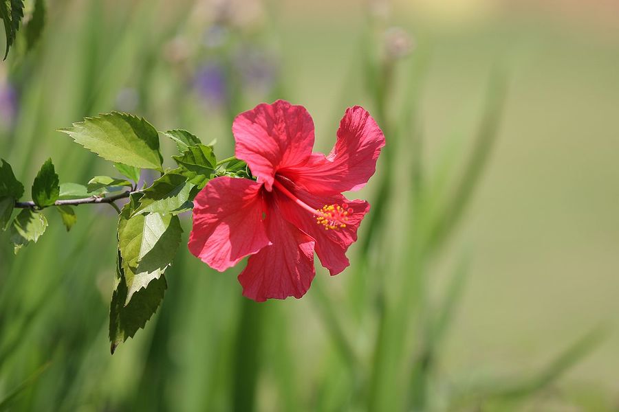 扶桑花