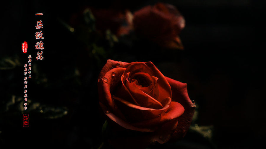 一支玫瑰花伤感图片