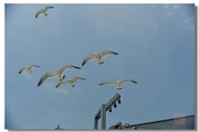 胶东半岛之旅——伴飞的海鸥 （5）