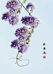 紫藤开花