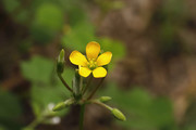 小小黄花酢浆草