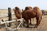 黄沙古渡里的骆驼