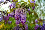 紫藤花开（拍摄于2021.4.7日河北广平）