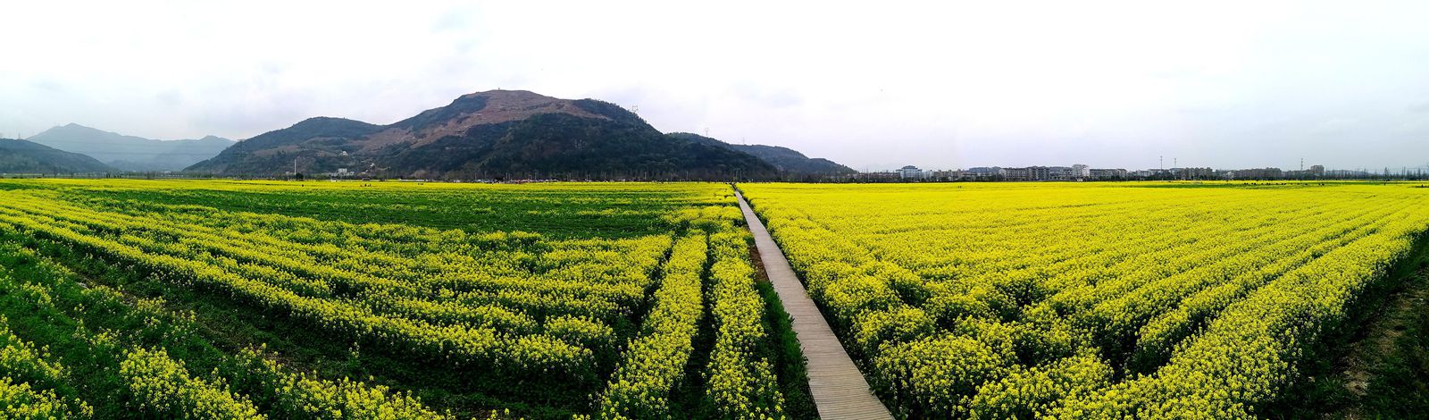 桐浦油菜花基地