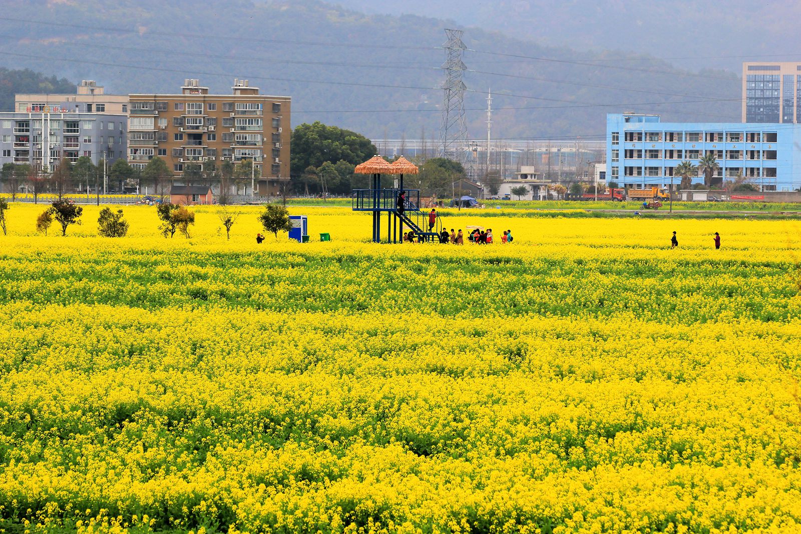 桐浦油菜花基地