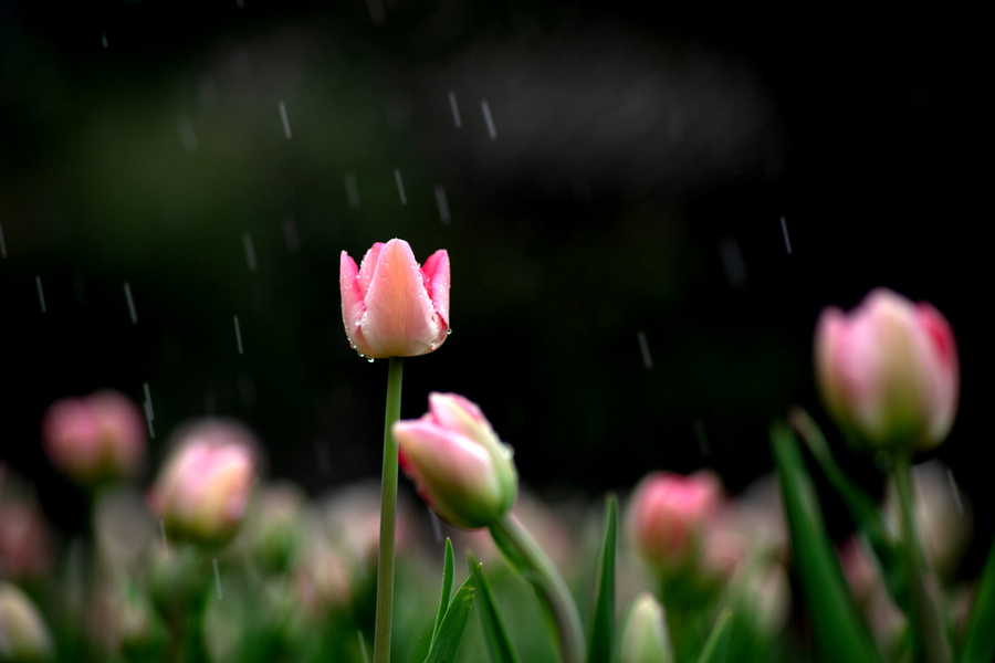 毛毛雨