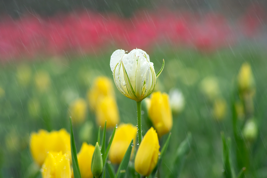 毛毛雨