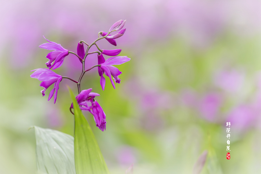 野花開白芨