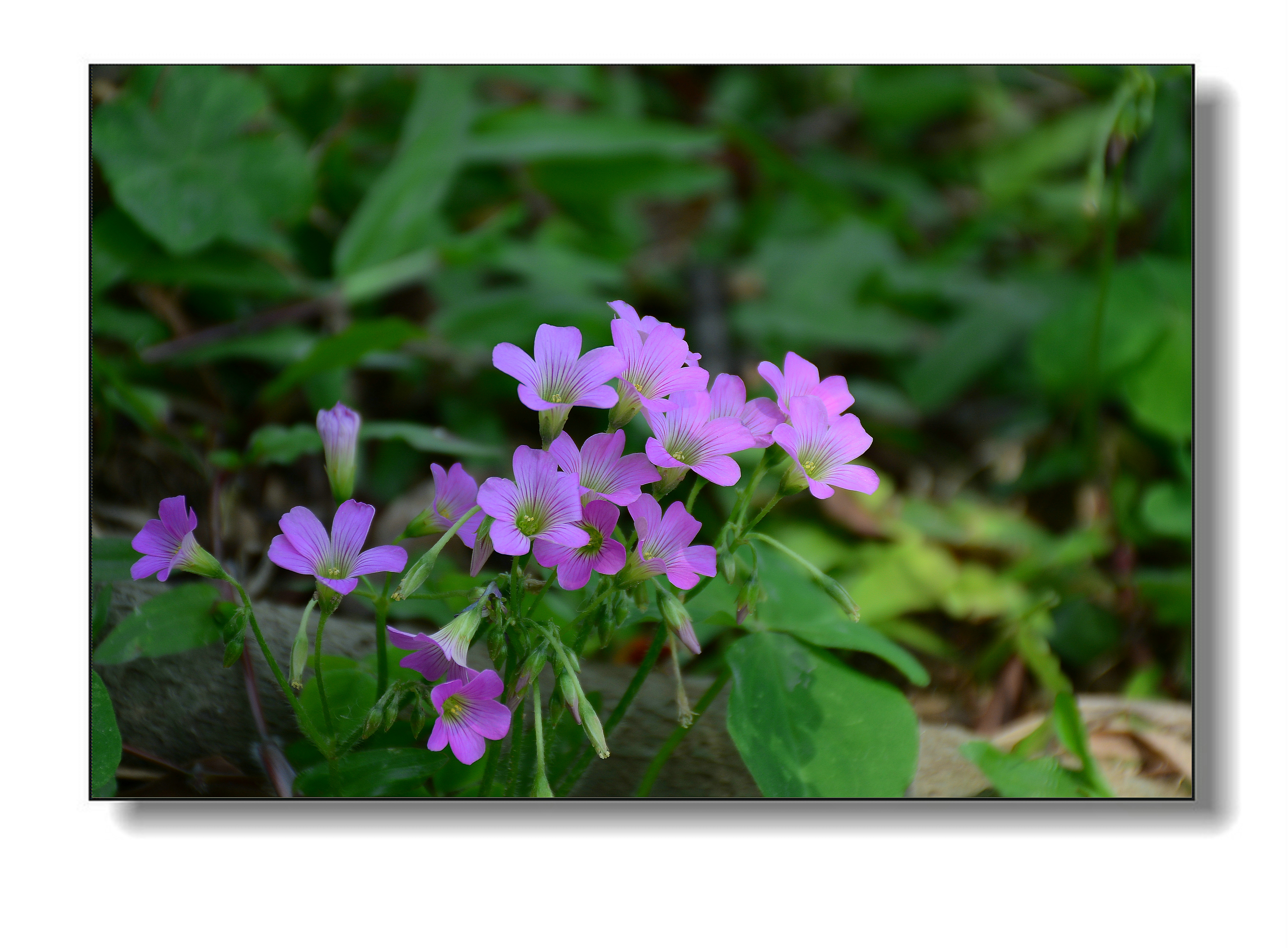 小紫花!