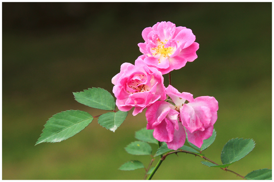 南園公園薔薇花 (共 12 p)