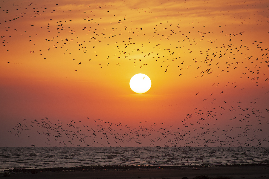 飞鸟伴夕阳