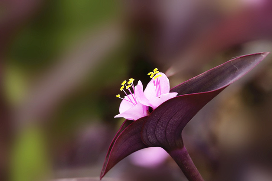 生态微距:暖春紫竹梅花开