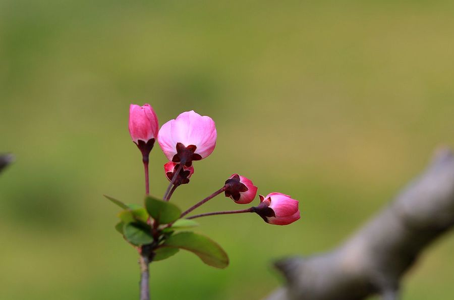 海棠花