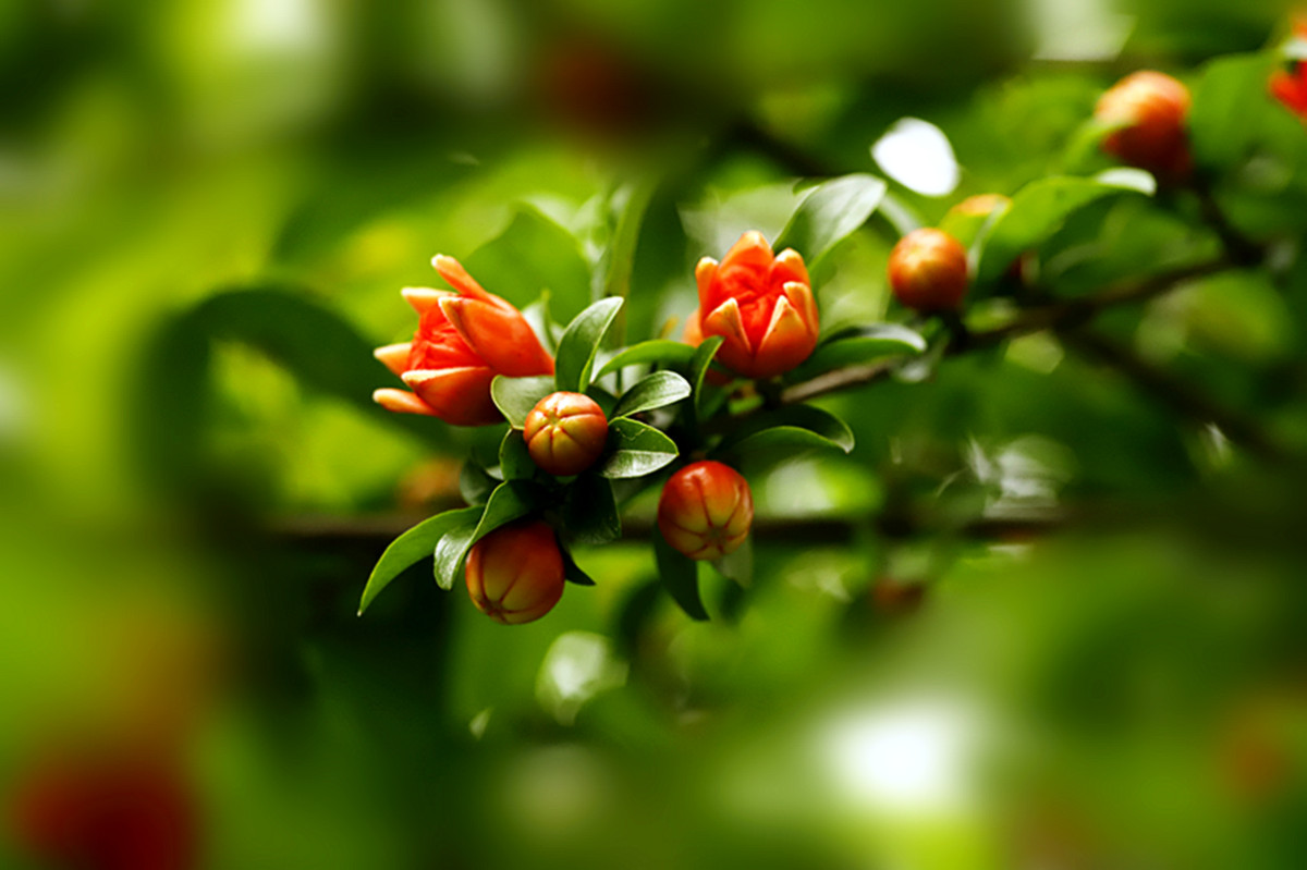 美丽花朵208-含苞欲放 - 中国自然保护区生物标本资源共享平台