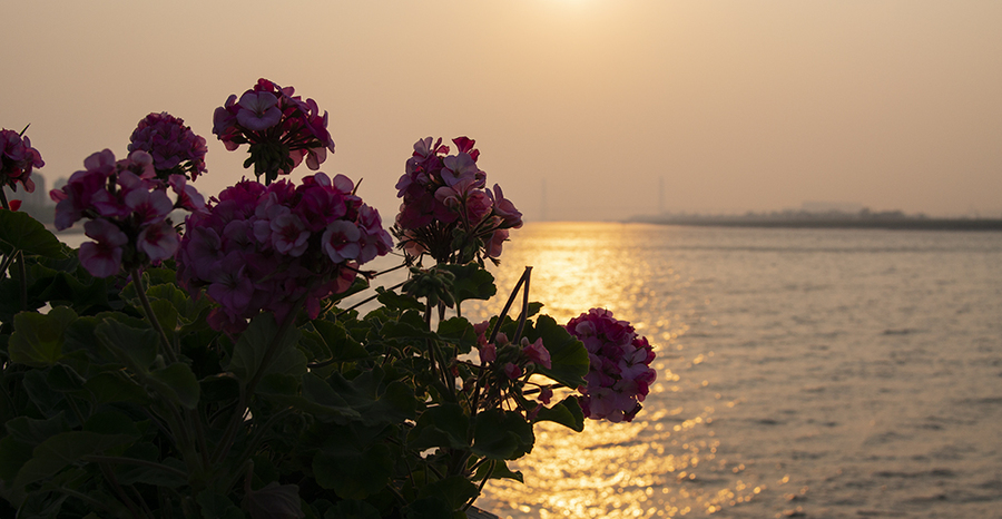 夕阳下的花海美景图片图片